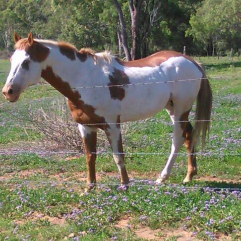 Barcoo Overo Paint Horses